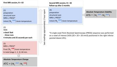 Local variation in brain temperature explains gender-specificity of working memory performance